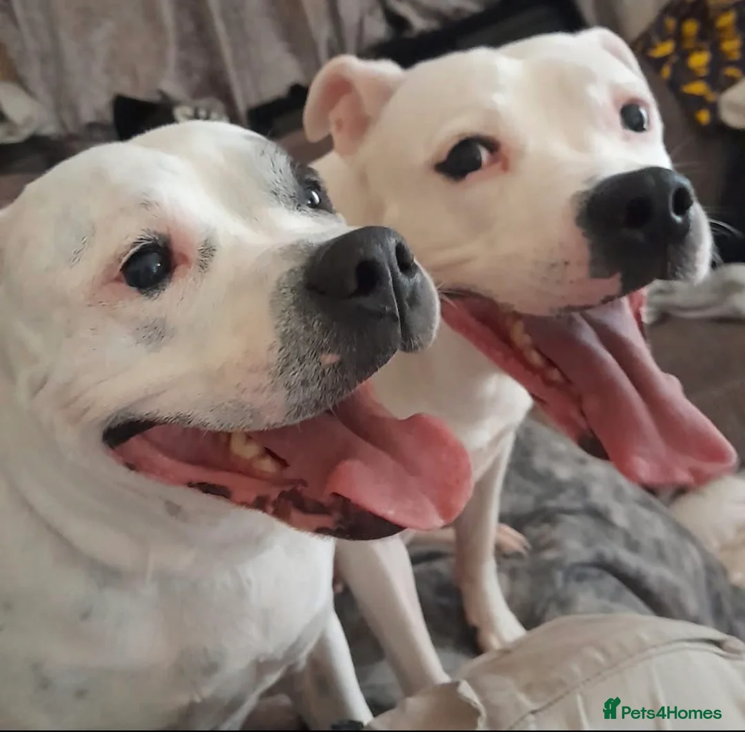 Staffordshire Bull Terrier dogs for sale: 3 beautiful boys and 1 gorgeous girl  in Preston - Advert 2