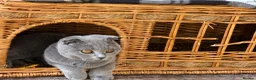 Scottish Fold cats for sale: Silver, amber eyed Scottish fold sisters  - Advert 9