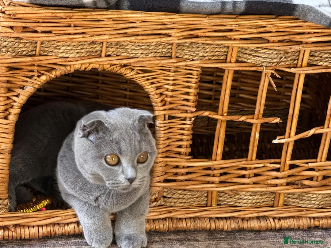 Scottish Fold cats for sale: Silver, amber eyed Scottish fold sisters  - Advert 9