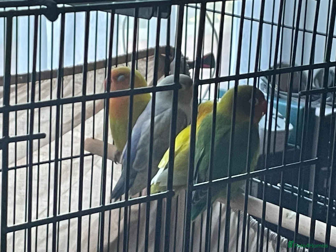 Lovebirds birds for sale: Lovebirds For Sale - Advert 1