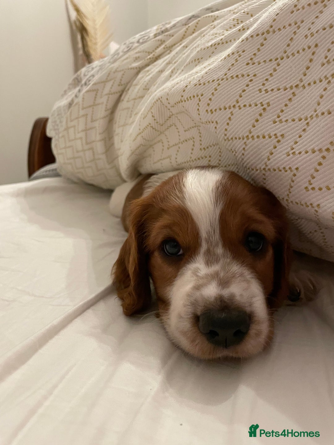Welsh Springer Spaniel dogs for sale: One little Welsh Springer Spaniel boy!  - Image 6