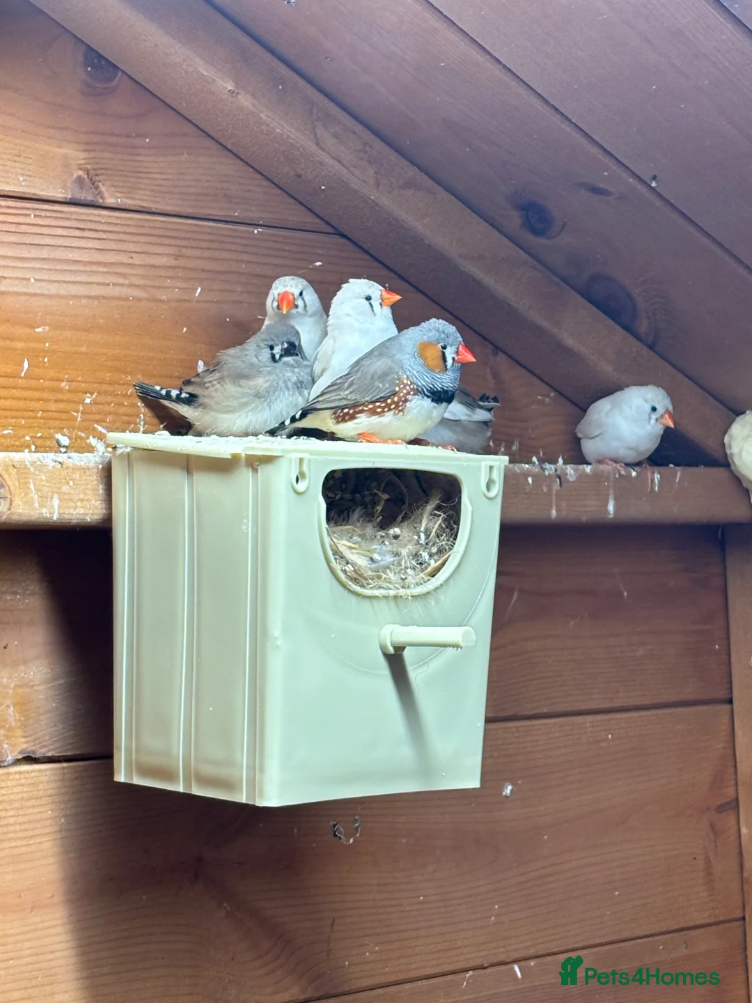 Finches birds for sale: Mixed zebra finches  in Milton Keynes - Advert 1