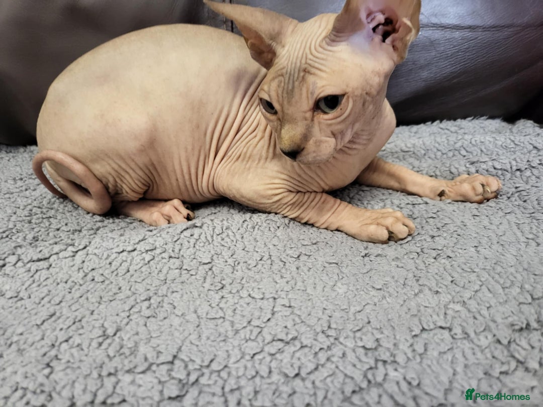 Sphynx cats for sale: Sphynx Healthy happy  boys   - Image 11