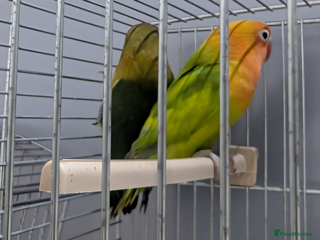 Lovebirds birds for sale: New Born Love Birds - Image 4