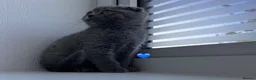 Scottish Fold cats for sale: Beautiful Scottish Fold and Scottish Straight 🐾 - Advert 6