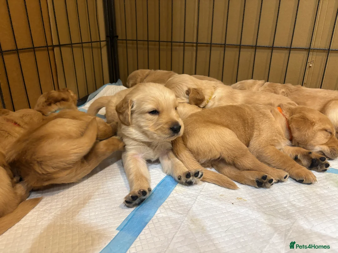 Goldador dogs for sale: Exceptional Goldadoor puppies! - Advert 22