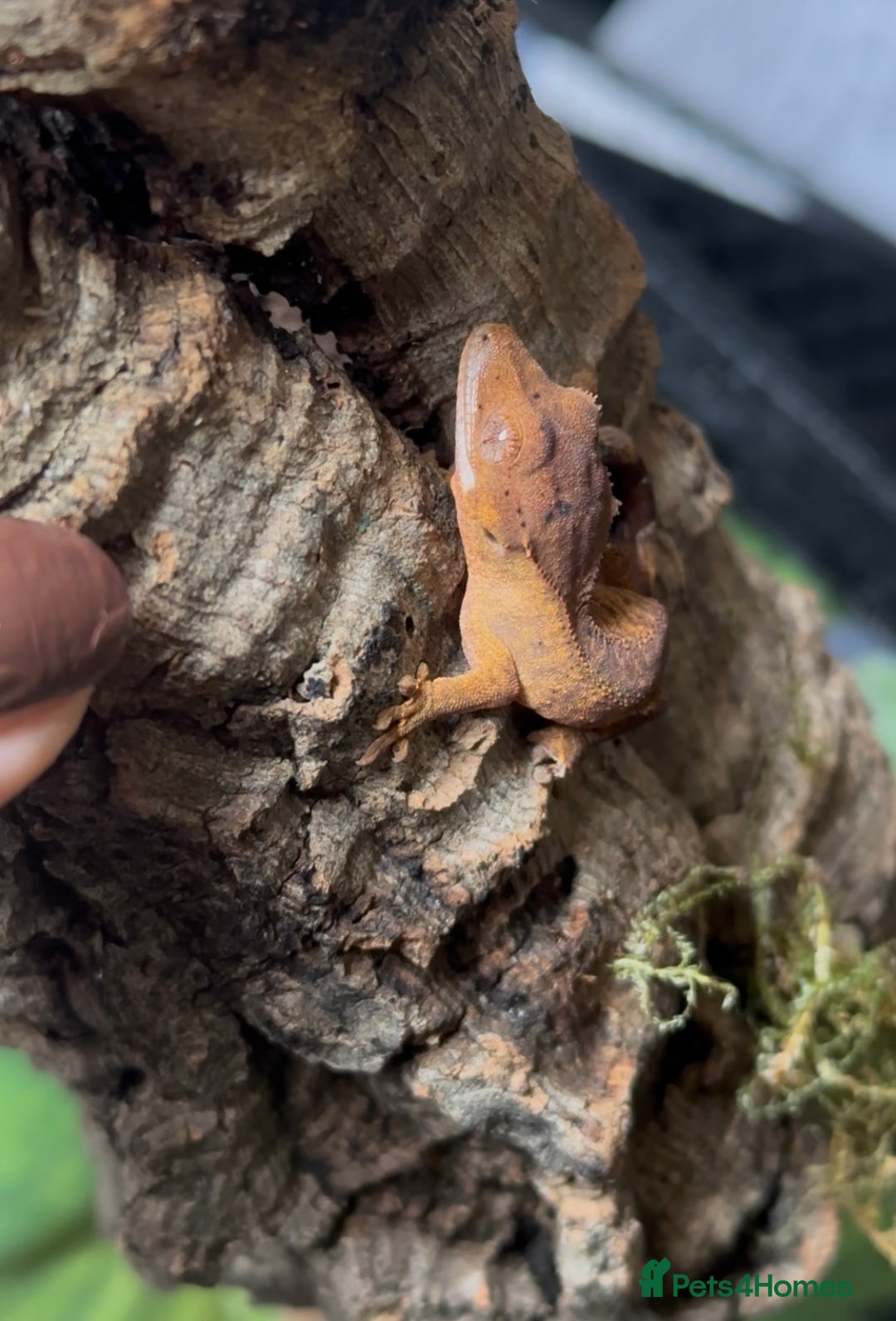 Gecko reptiles for sale: Beautiful Dalmatian Crested Gecko - Image 10