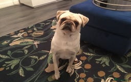 Pug dogs for sale: Cream Boy  - Image 1
