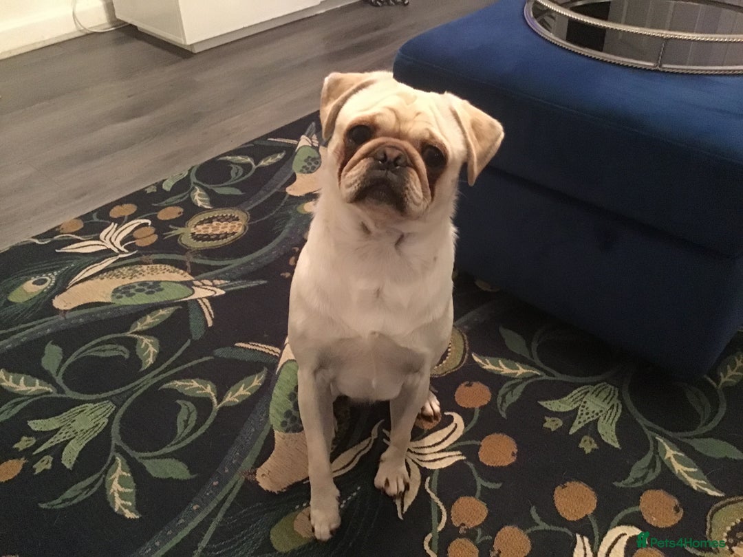 Pug dogs for sale: Cream Boy  - Image 1