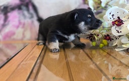 Japanese Shiba Inu dogs for sale: Japanese Shiba Inu - Image 7