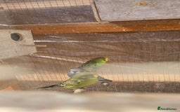Budgerigars birds for sale: Budgies  - Image 28