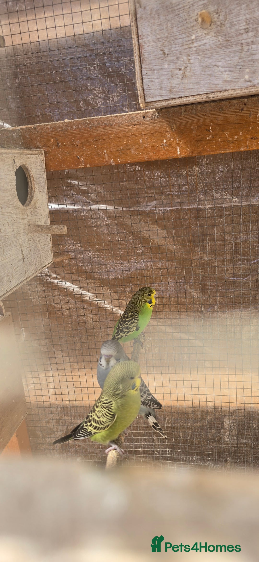 Budgerigars birds for sale: Budgies  - Image 28