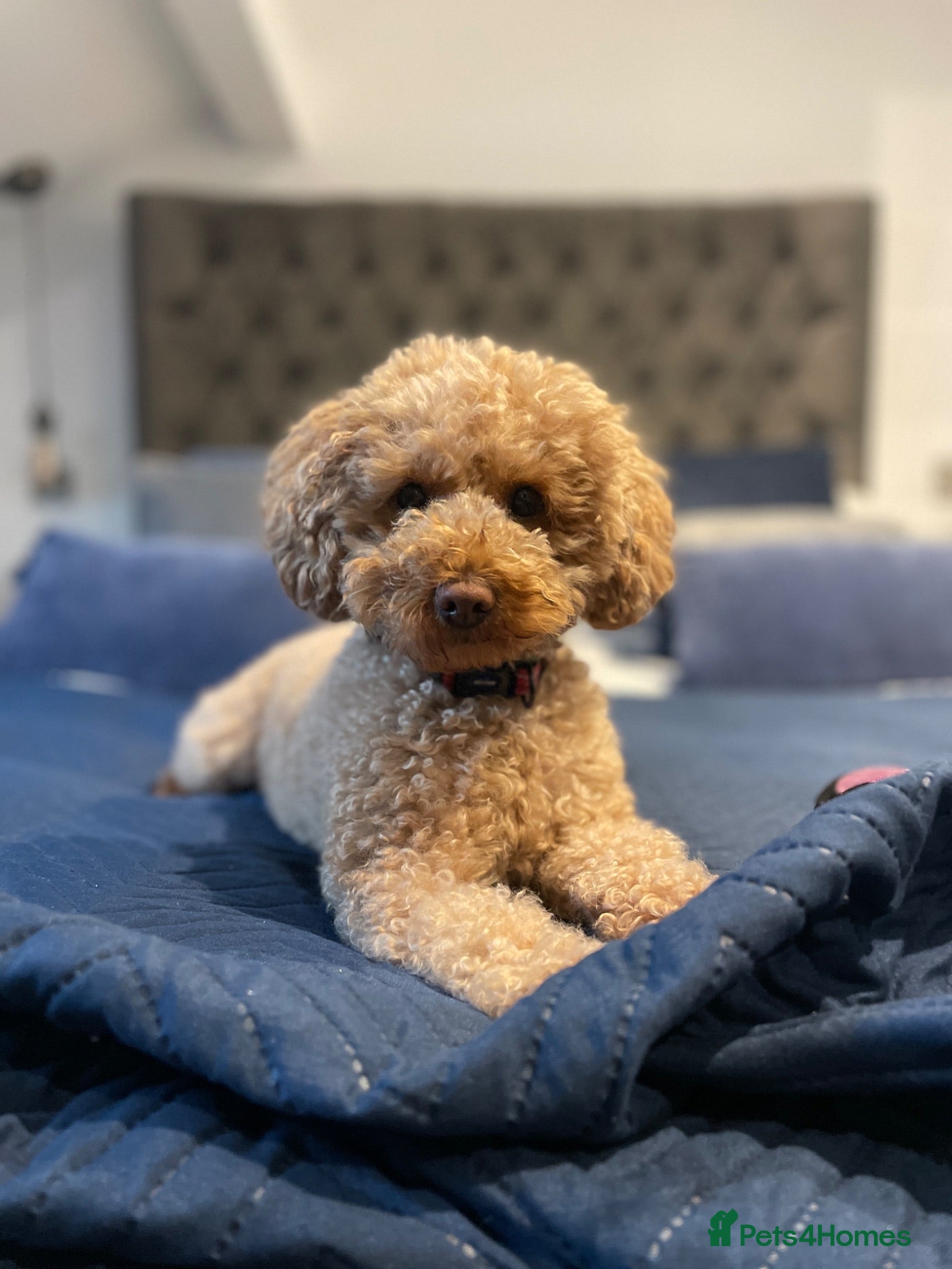 Toy Poodle dogs Stunning little girl Toy Poodle - Advert 2