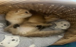 Scottish Fold cats for sale: Gold Chinchilla Scottish fold baby’s  - Image 15