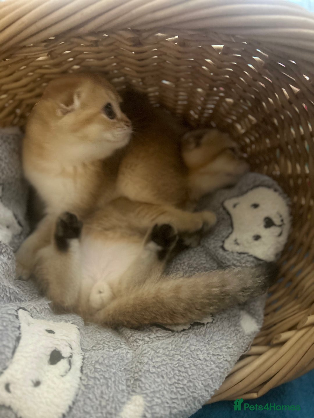 Scottish Fold cats for sale: Gold Chinchilla Scottish fold baby’s  - Image 15