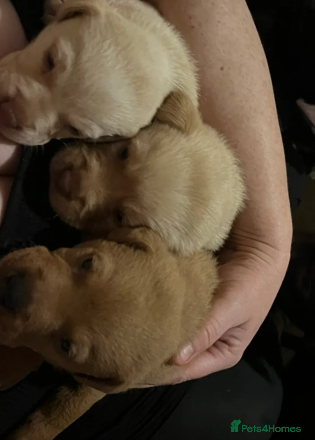 Labrador Retriever dogs for sale: Labrador Puppies - Advert 31