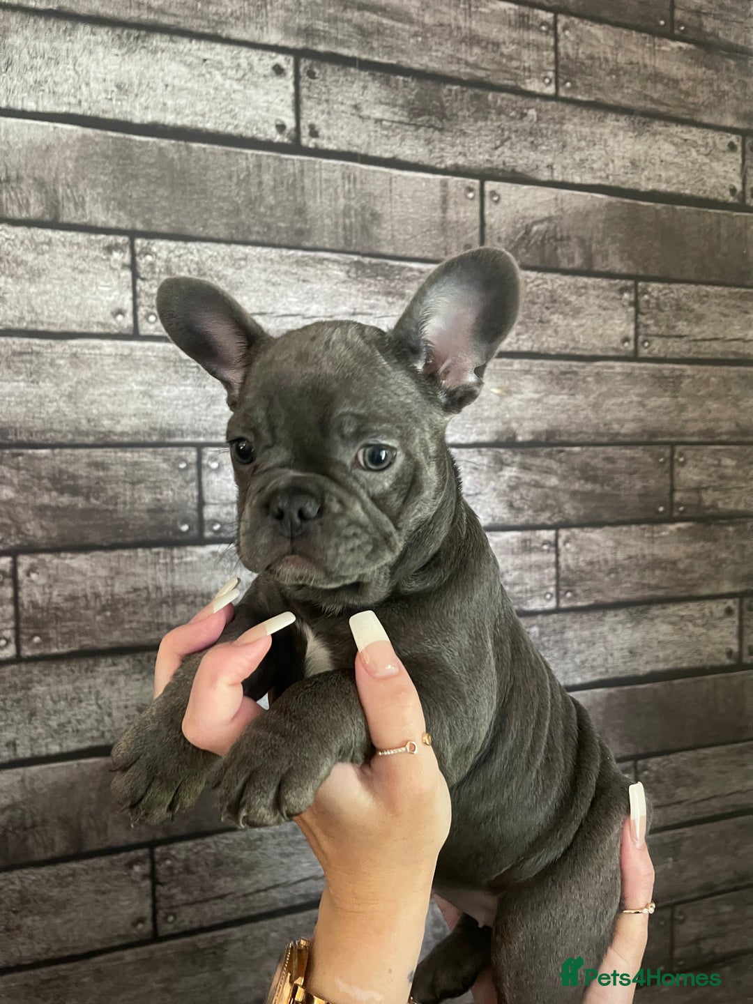 French Bulldog dogs for sale: French bulldog puppys  - Advert 10