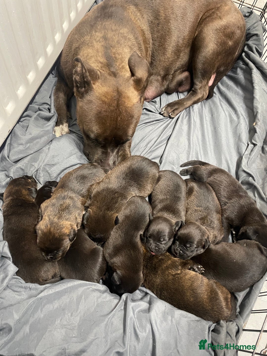 Mixed Breed dogs for sale: Staffy X Rottweiler puppies for sale - Image 3