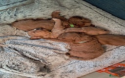 Cavapoo dogs for sale: Adorable Cavapoo Puppies -Ready 23rd -December! - Advert 4