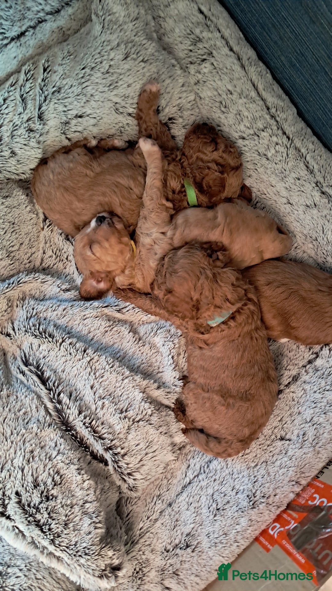 Cavapoo dogs for sale: Adorable Cavapoo Puppies -Ready 23rd -December! - Advert 4