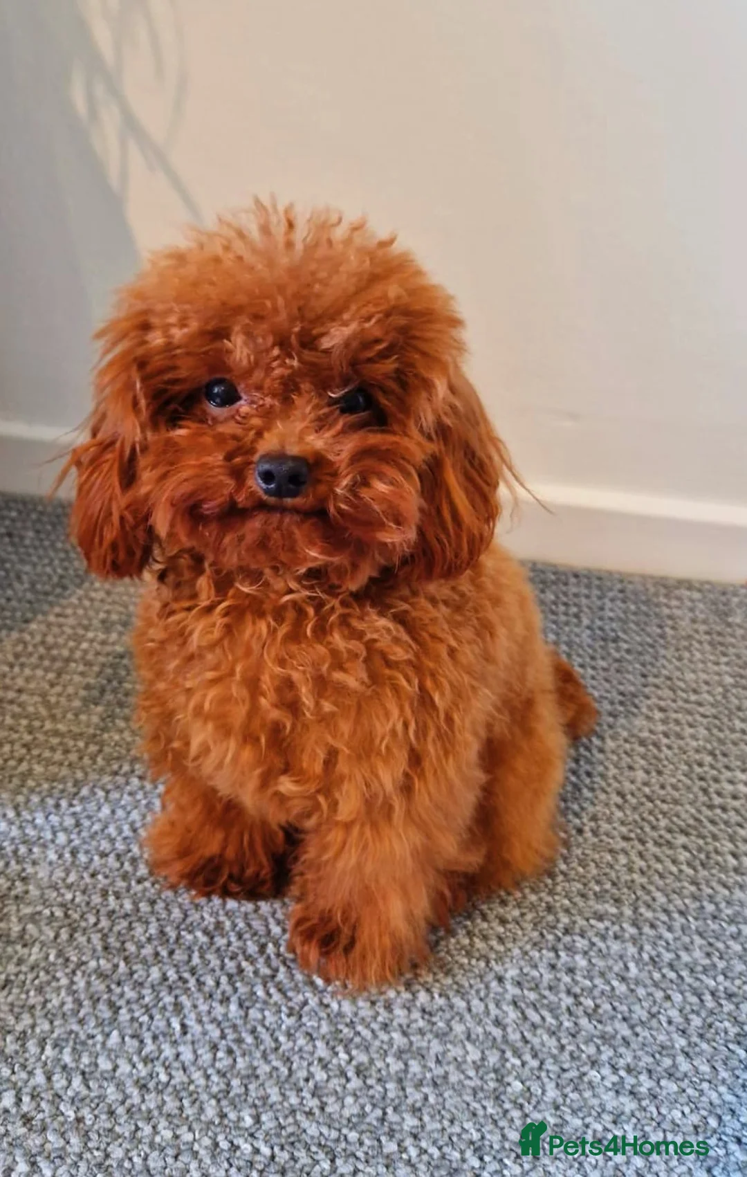 Toy Poodle dogs for stud: Asian Micro Poodle For Stud  in Stevenage - Advert 5