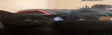 Domestic Shorthair 3