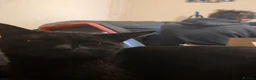 Domestic Shorthair cats for sale: 4 cats to be rehomed in Ashington - Advert 4
