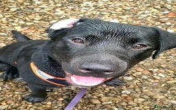 Mixed Breed dogs for sale: Meet Tank, a lovable Labrador-Rottweiler cross 🐶  - Advert 2