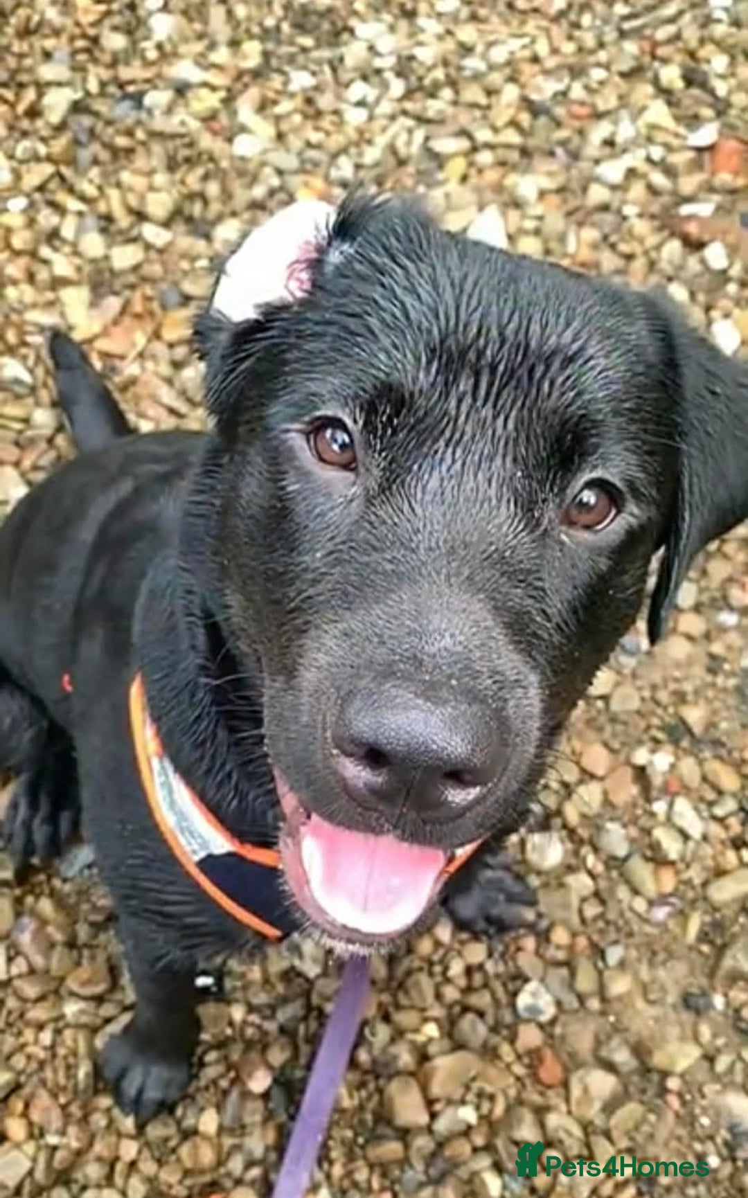 Mixed Breed dogs for sale: Meet Tank, a lovable Labrador-Rottweiler cross 🐶  - Advert 2