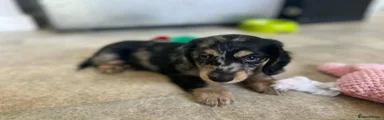 Miniature Dachshund Puppy 2