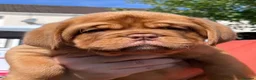 Dogue De Bordeaux dogs for sale: Exceptional KC Dogue de Bordeaux Puppies - Advert 4