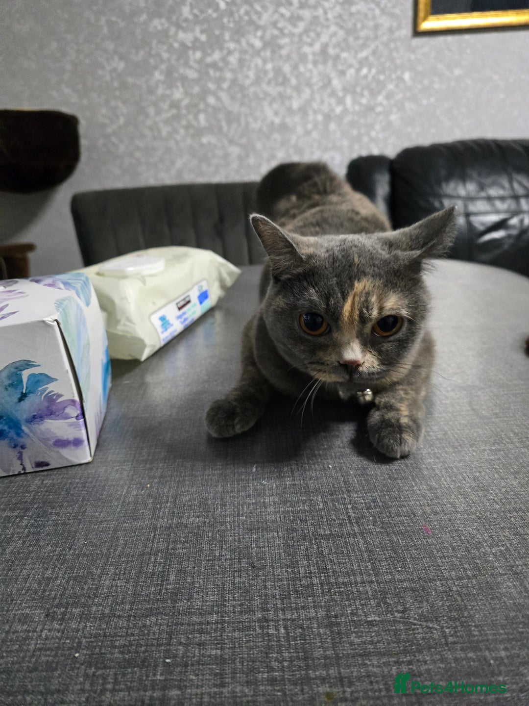 British Shorthair cats for sale: Female  - Image 6
