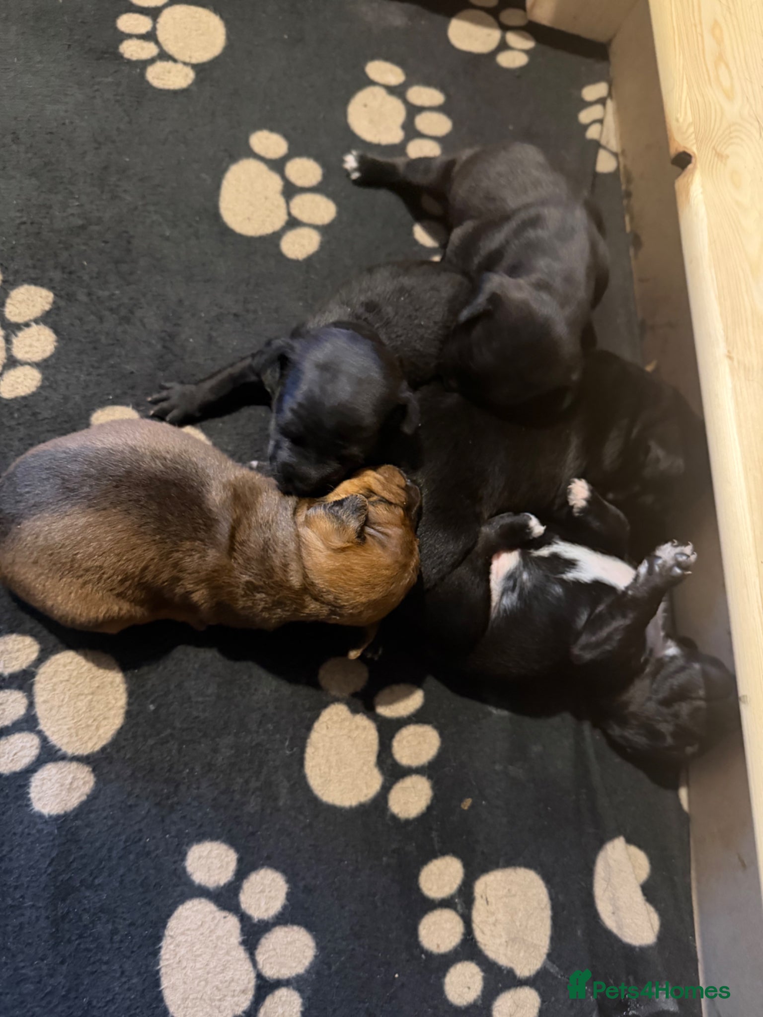 Patterjack dogs Patterjack Puppies  - Advert 9