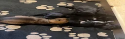 Patterjack dogs for sale: Patterjack Puppies  - Advert 1