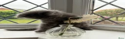 Ragcoon cats for sale: Last of litter affectionate playful Ragcoon baby  - Advert 24