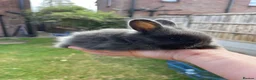 Angora rabbits for sale: Baby Angora x Lionheads Looking for new homes. - Advert 13