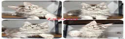 Maine Coon cats for sale: TICA registered Maine coon kittens READY NOW - Advert 3
