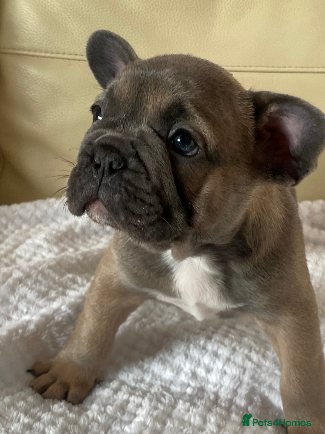 French Bulldog dogs for sale: Beautiful French Bulldogs Puppies for Sale  - Image 11