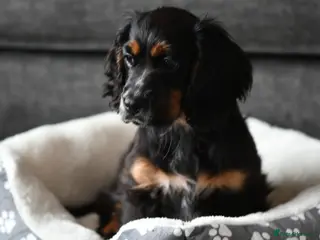 Cocker Spaniel dogs Fully vaccinated show cockers ready to go! - Advert 4