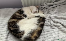 Mixed Breed cats for sale: Make kitten - Image 4