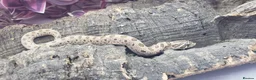 Snake reptiles for sale: Western hognose babies mixed sexes & morphs £160ea - Advert 13