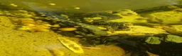 Snails fish for sale: Apple snails  in Llanelli - Advert 2