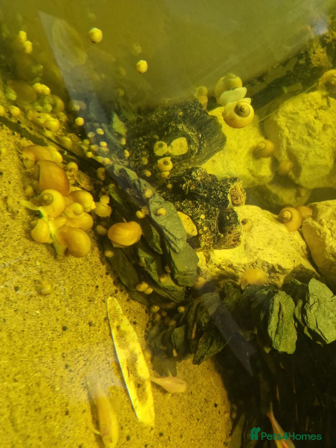 Snails fish for sale: Apple snails  in Llanelli - Advert 2