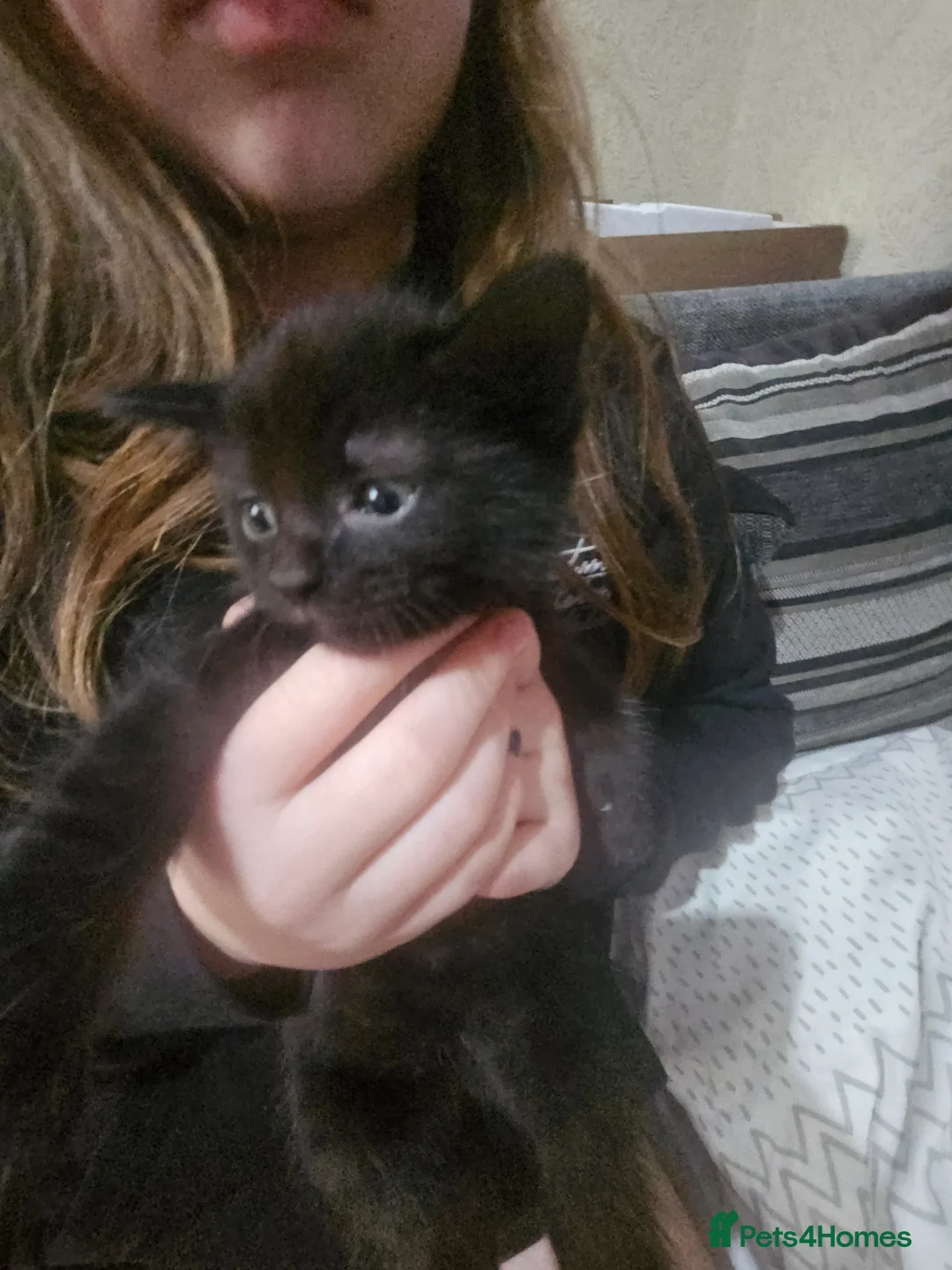 Mixed Breed cats for sale: Gorgeous kittens  - Advert 6