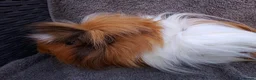 Guinea Pig rodents for sale: Baby guinea sows & adult boar & sow  - Advert 4