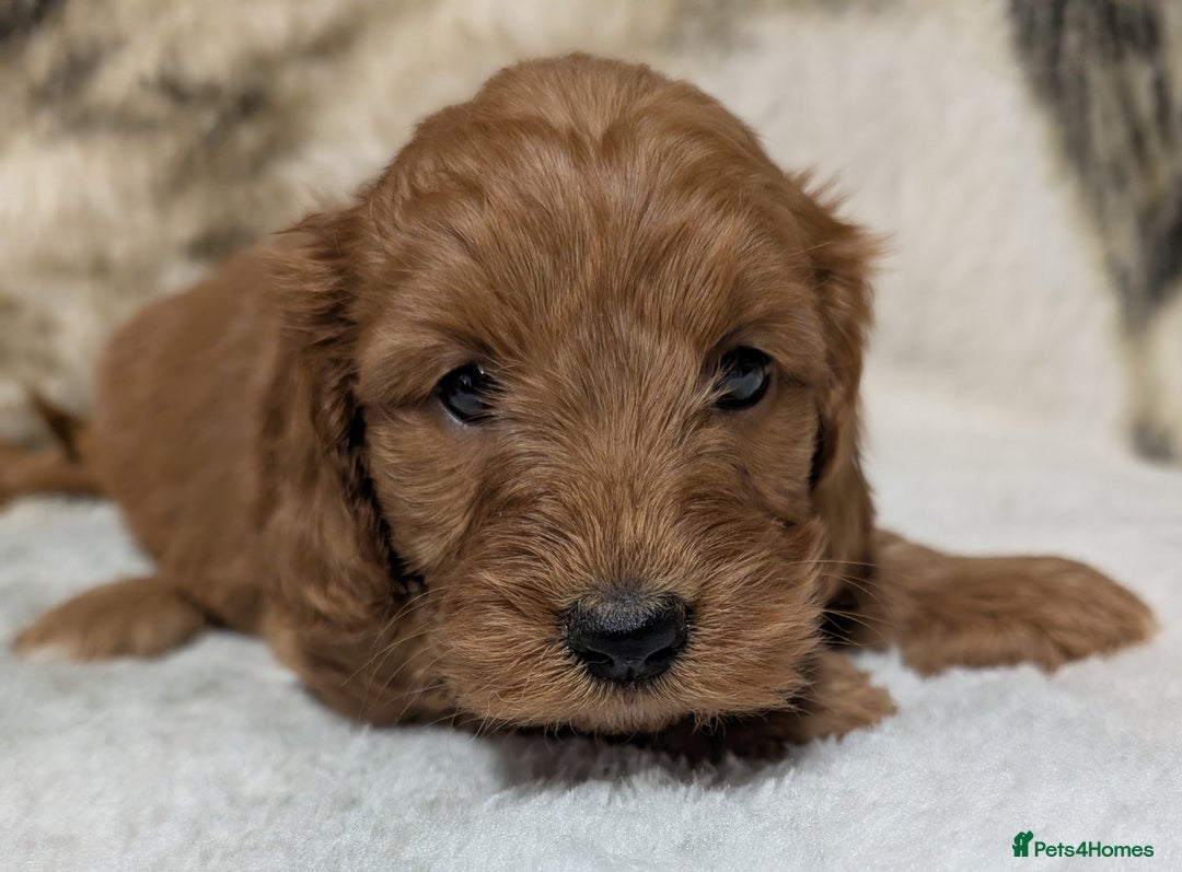 Cockapoo dogs for sale: Beautiful F1 Cockapoo puppies DNA clear  - Image 8