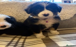 Bearded Collie dogs for sale: 💥3/4 beautiful BEARDIE BOY! 💥 - Advert 7