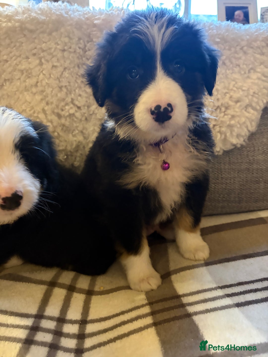 Bearded Collie dogs for sale: 💥3/4 beautiful BEARDIE BOY! 💥 - Advert 7