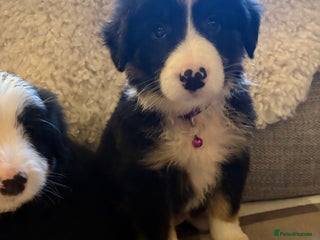 Bearded Collie dogs - Advert 26