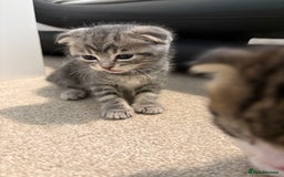 Scottish Fold cats for sale: Beautiful Scottish food for sale  - Image 4